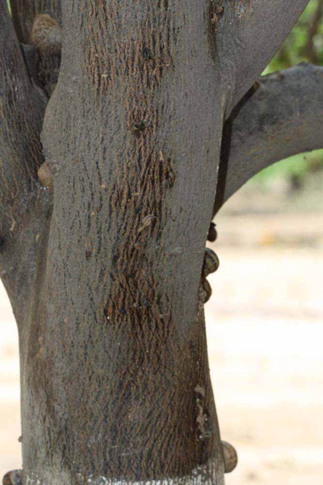            Bark (Riverside, CA)   